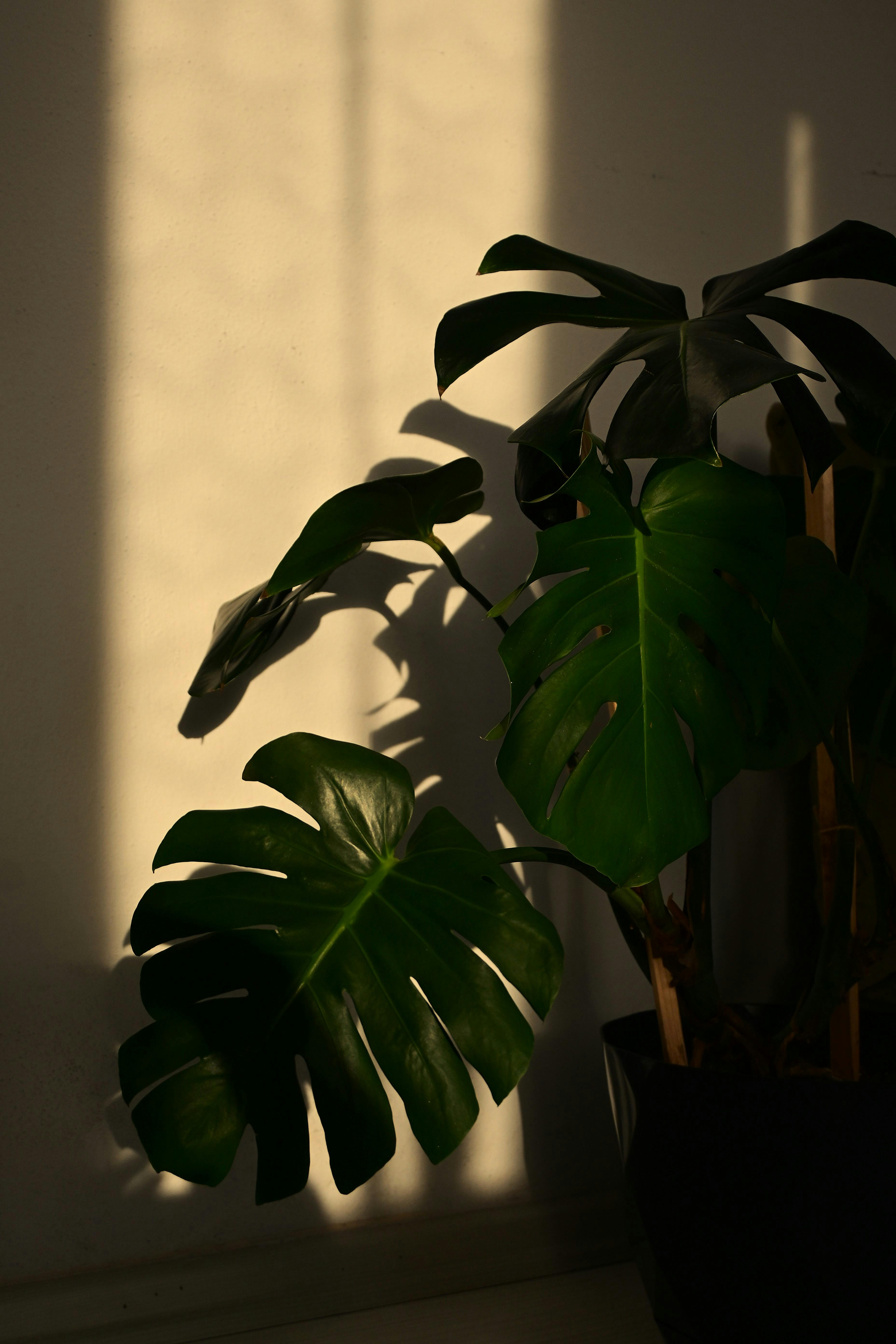 A serene Monstera plant basking in warm evening sunlight indoors.