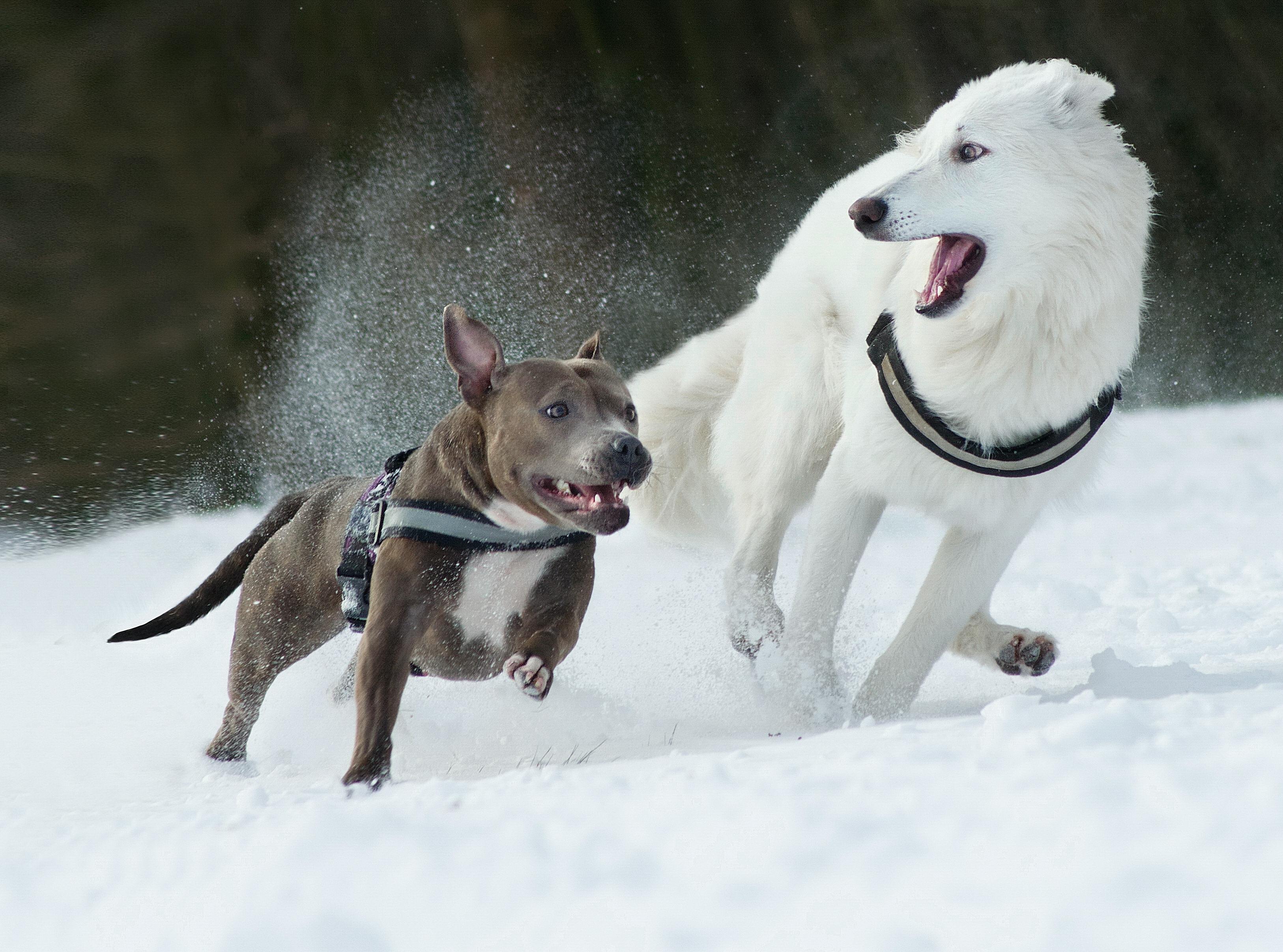 Pack of Dogs Attacked Broward County Dog Owner. Here’s What he Did Next. - floridainjurylawyer — Photo by jeroen van Wouden o