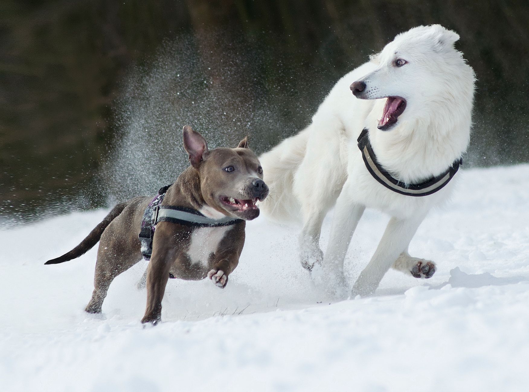 Dog Training, Dog Behavior