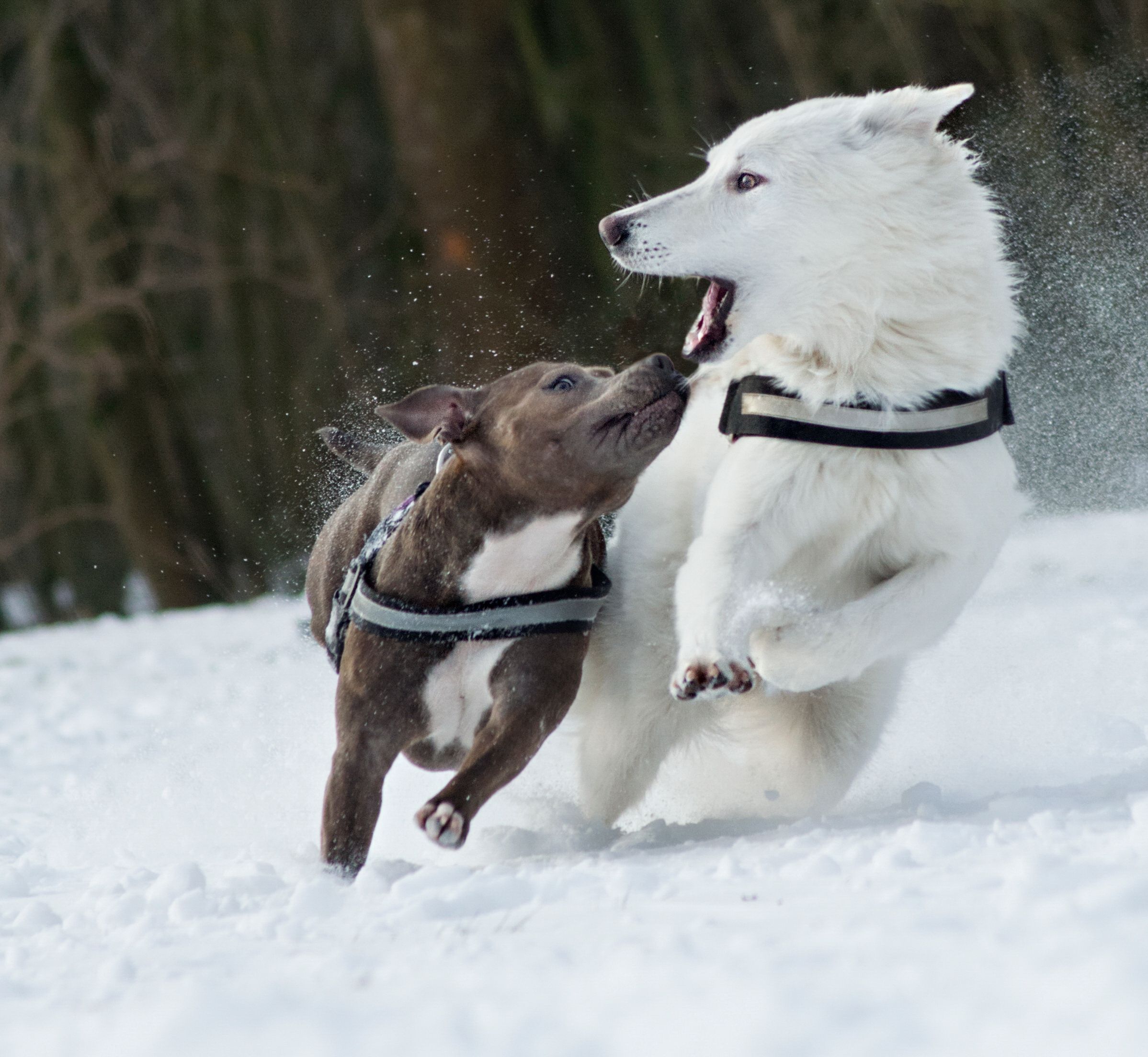 Cold-Pressed Dog Food  Summer : Nextrition's  Picks  Active Dogs Nextrition Pet