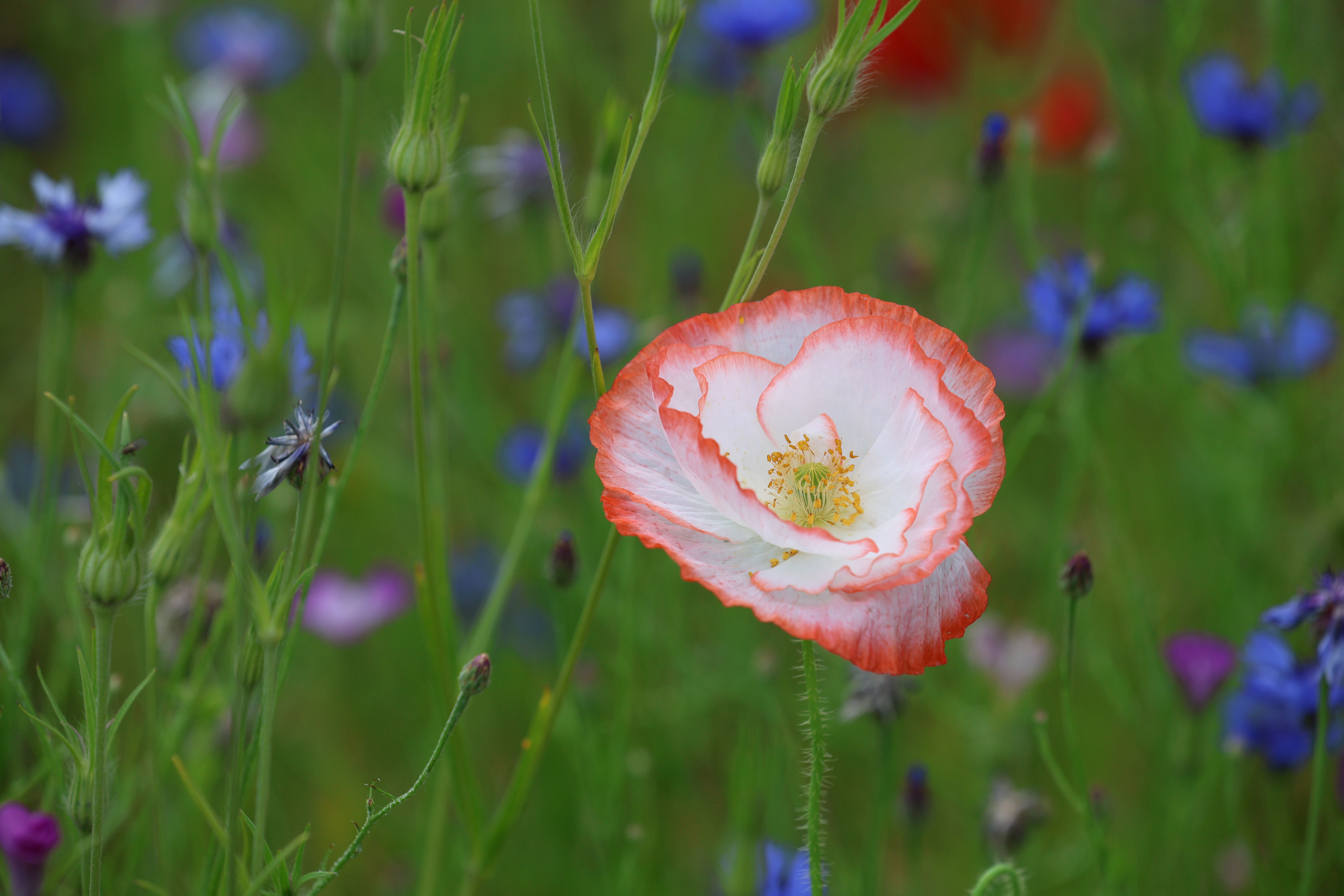How to photograph wildflowers without flattening the scene