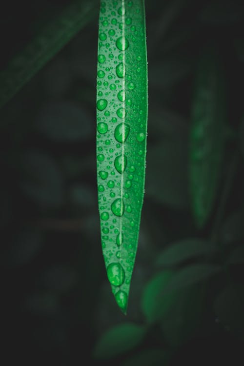 бесплатная Зеленый лист с каплями росы Стоковое фото