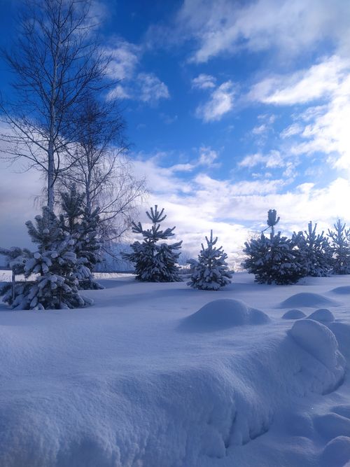 Free Peaceful winter scene with snow-laden pine trees under a bright blue sky. Stock Photo