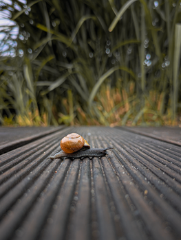 Macro shot of a snail with a brown shell crawling on a grooved surface against blurred foliage.