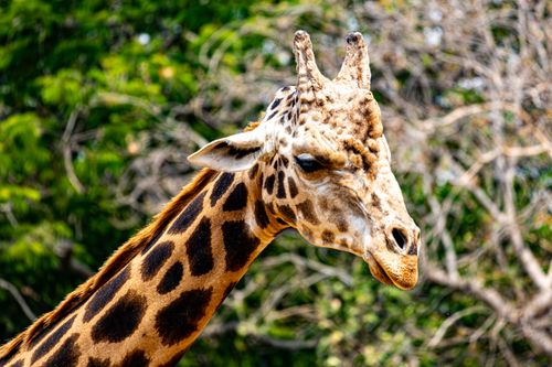 Free Detailed close-up of a giraffe's head against lush green foliage. Stock Photo