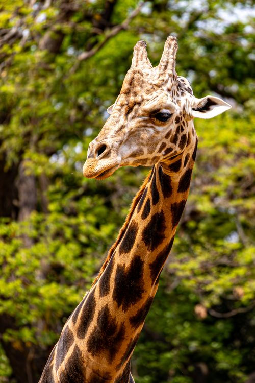 Free Close-up of a giraffe amidst vibrant green trees during daytime in a natural habitat. Stock Photo
