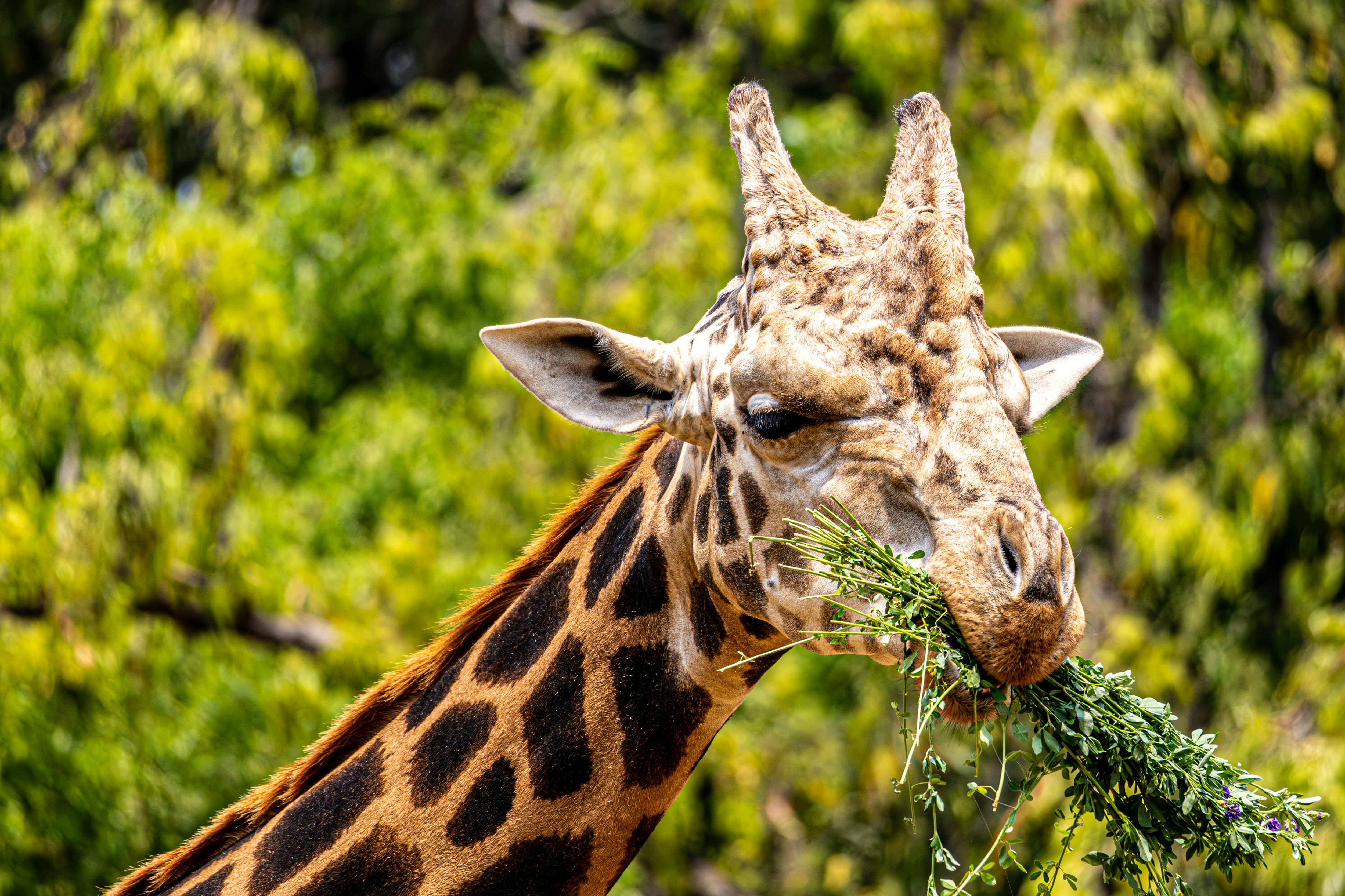 Jurassic dinosaurs had specialized diets to coexist peacefully — Photo by Regan Dsouza on Pexels