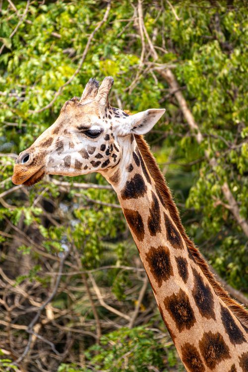 Free A close-up image of a giraffe in its natural habitat surrounded by lush greenery. Stock Photo