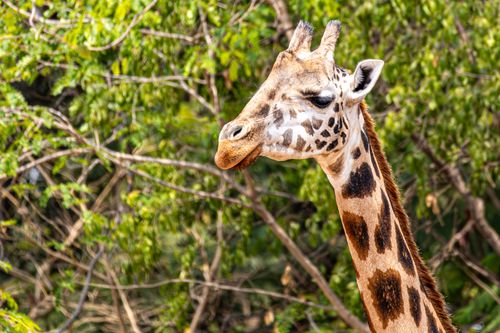 Free A beautiful giraffe gazing among vibrant green trees, showcasing its unique spotted pattern. Stock Photo