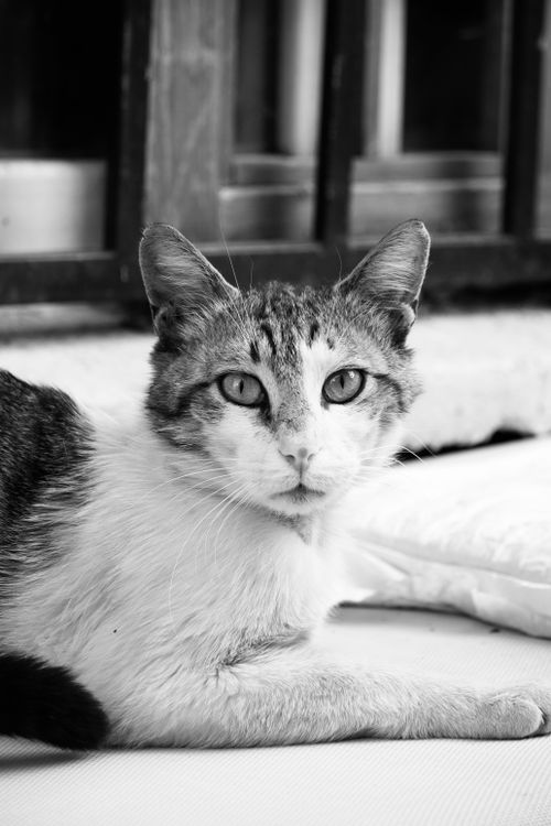 Free Black and white portrait of a domestic cat lying indoors, exuding calmness and curiosity. Stock Photo