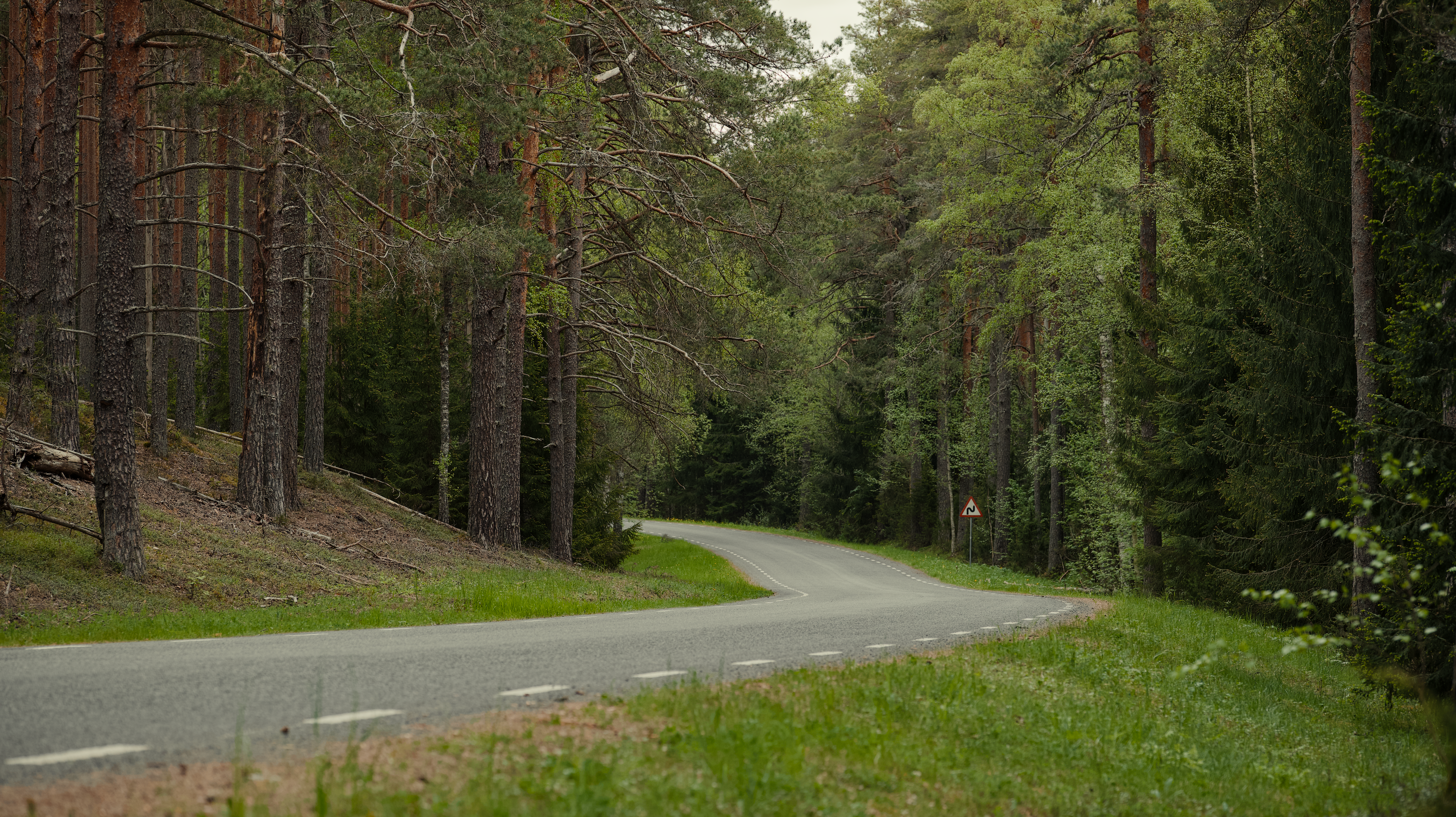Zadarmo Pokojná cesta kľukatá hustým borovicovým lesom, ideálna na cestovanie alebo dobrodružné témy. Fotka z fotobanky
