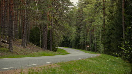 Free A tranquil road curving through a dense pine forest, perfect for travel or adventure themes. Stock Photo
