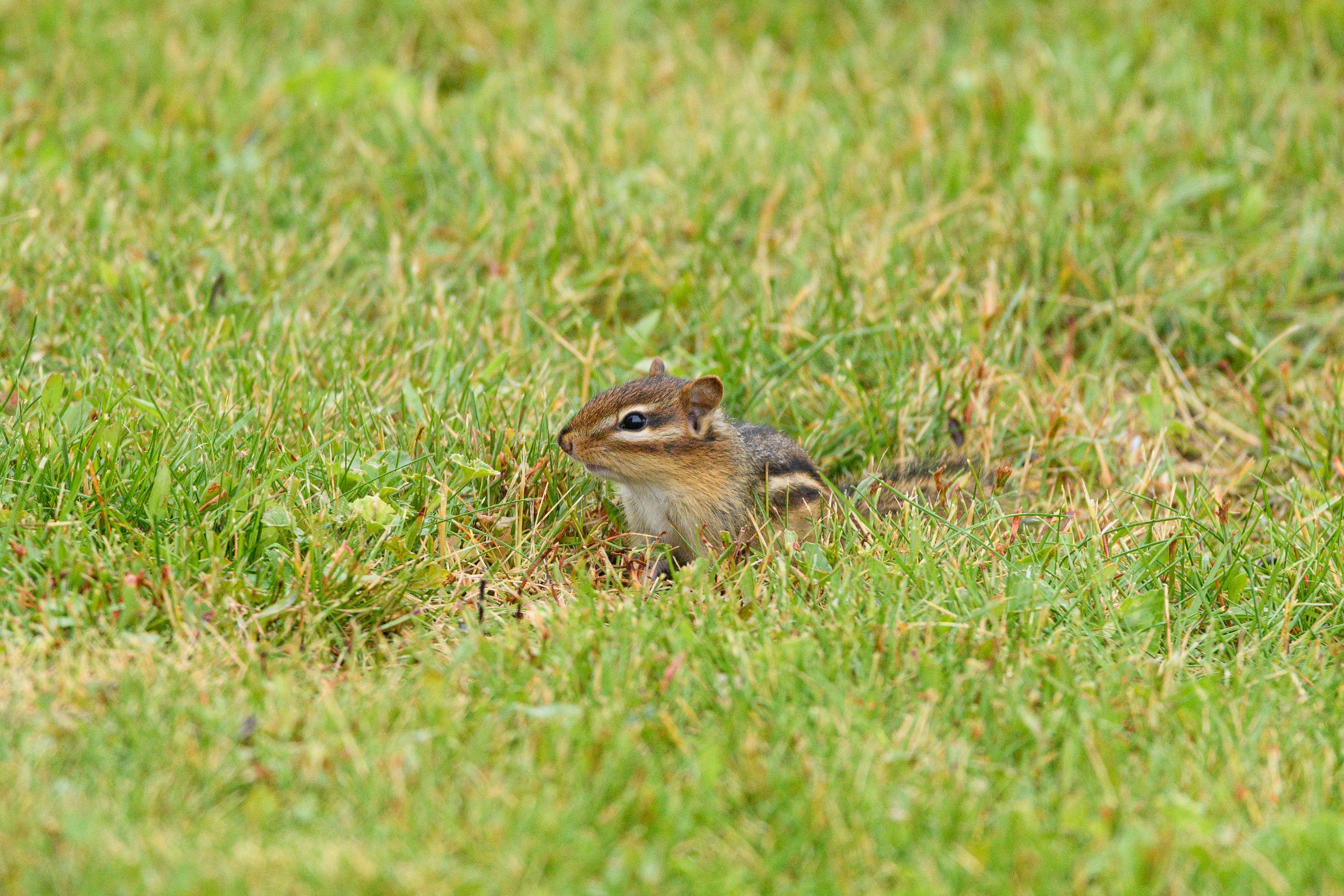 Chipmunk in Grass Midday Capture · Free Stock Photo