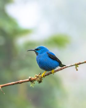 bird photo