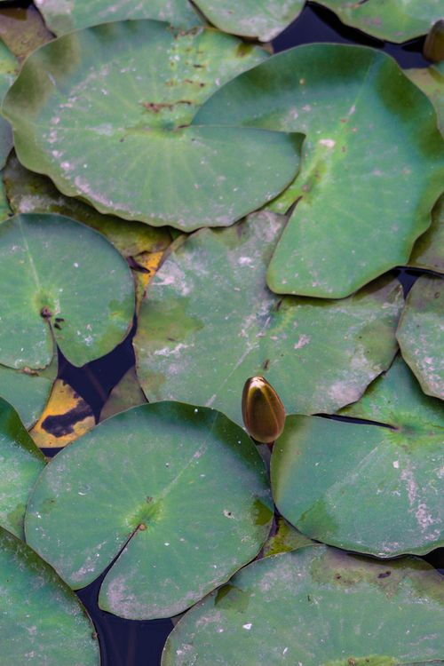 Free A close-up view of green lily pads and a budding flower in a calm pond. Stock Photo