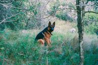 A German Shepherd sits amidst lush greenery in Río de los Sauces, Córdoba, Argentina.