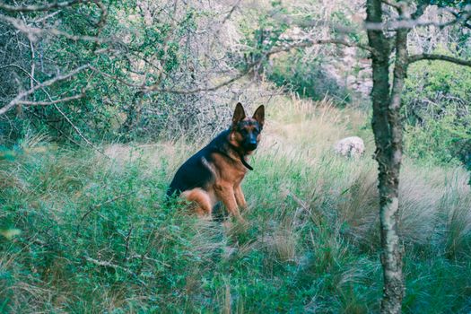 A German Shepherd sits amidst lush greenery in Río de los Sauces, Córdoba, Argentina.