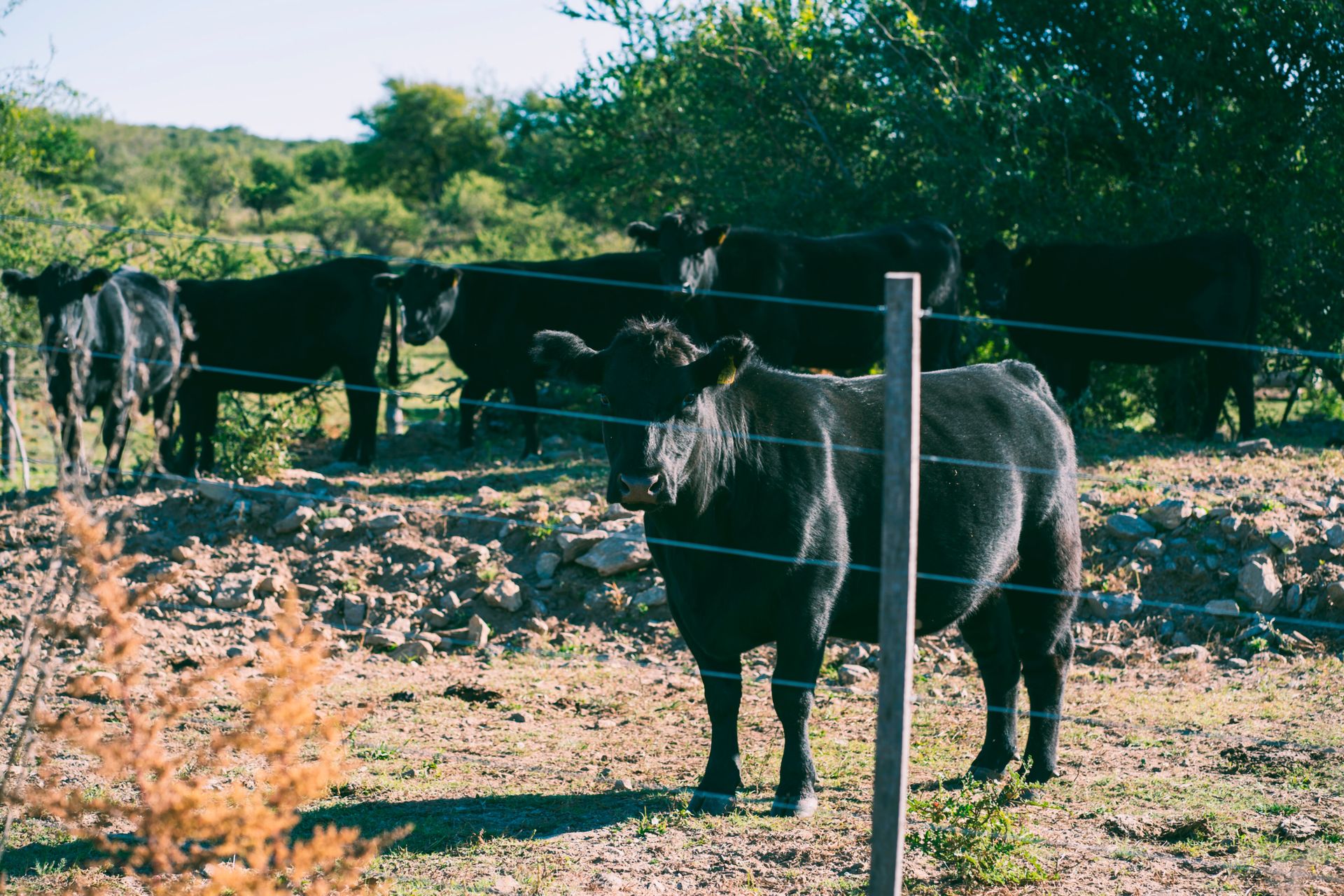A herd of Angus cattle grazing in Río de los Sauces, Córdoba, Argentina's pastoral landscape.