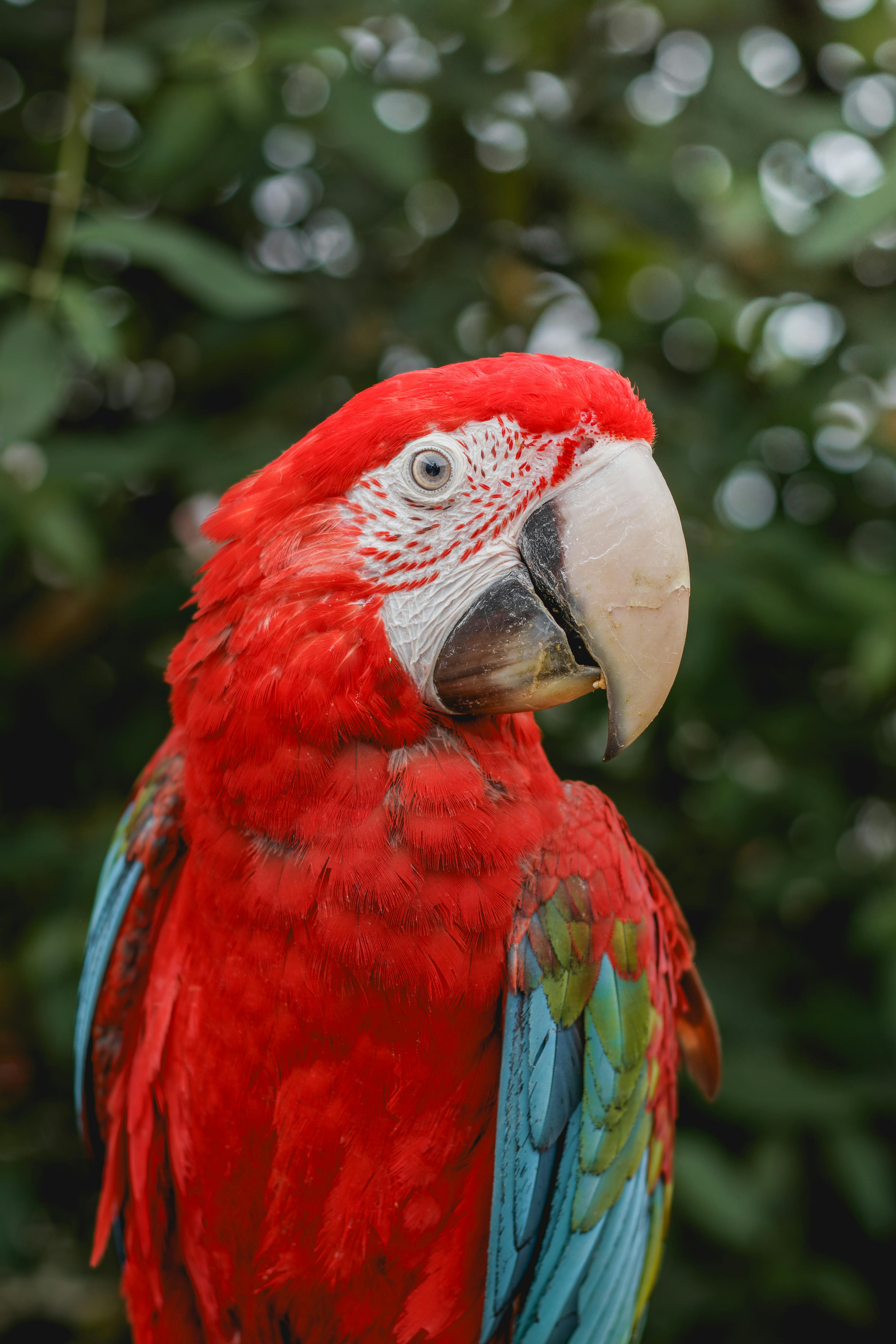 Close-up of a vibrant Scarlet Macaw with lush greenery background in Chile.
