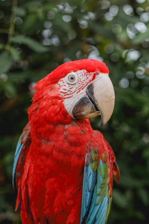 Free Close-up of a vibrant Scarlet Macaw with lush greenery background in Chile. Stock Photo