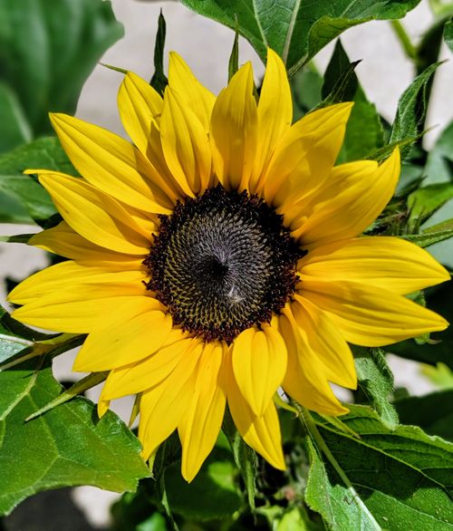 Free Close-up of a vivid sunflower in full bloom, captured in Chicago's summer daylight. Stock Photo