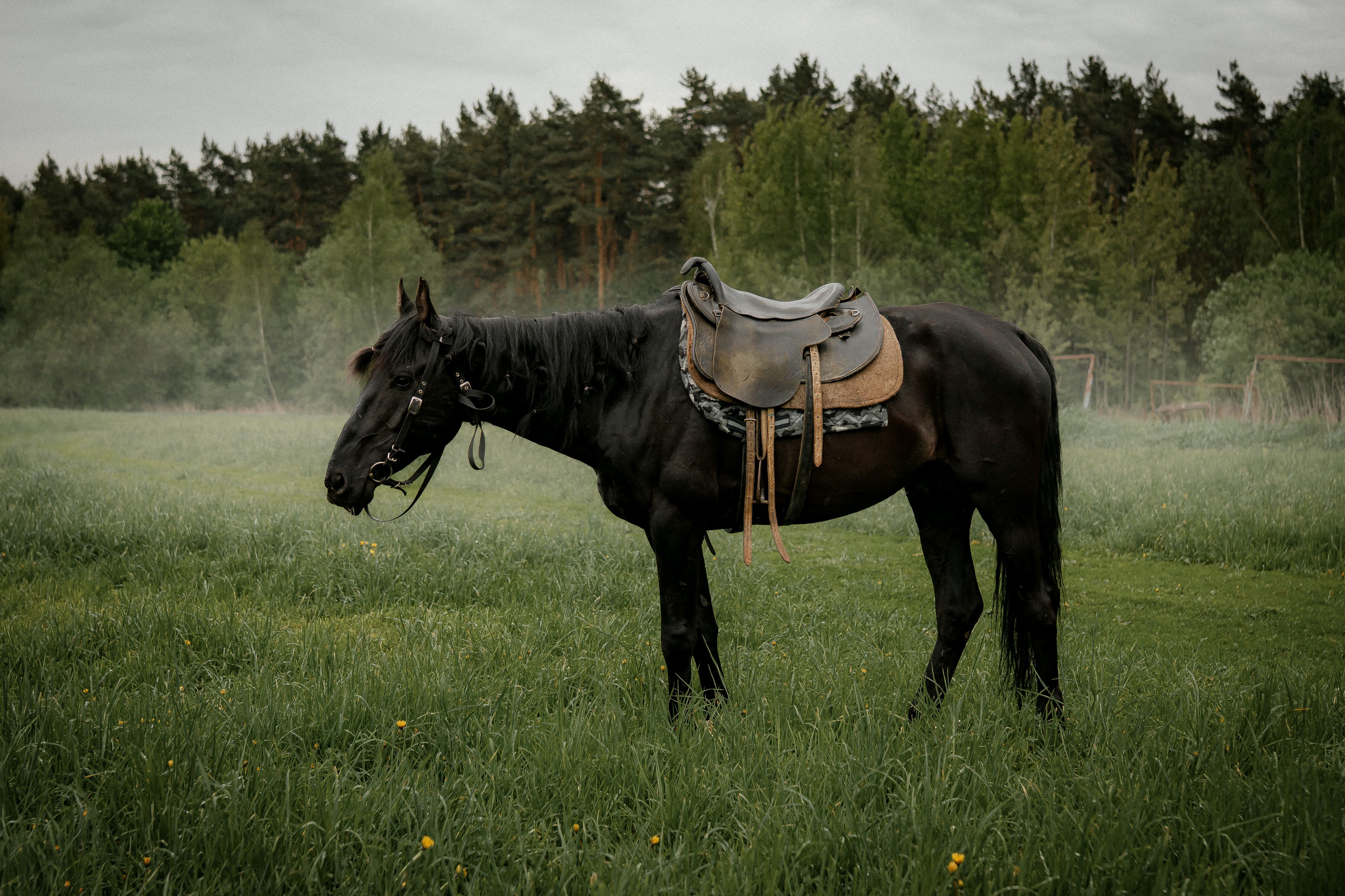 Majestic Black Horse Standing in Misty Field · Free Stock Photo