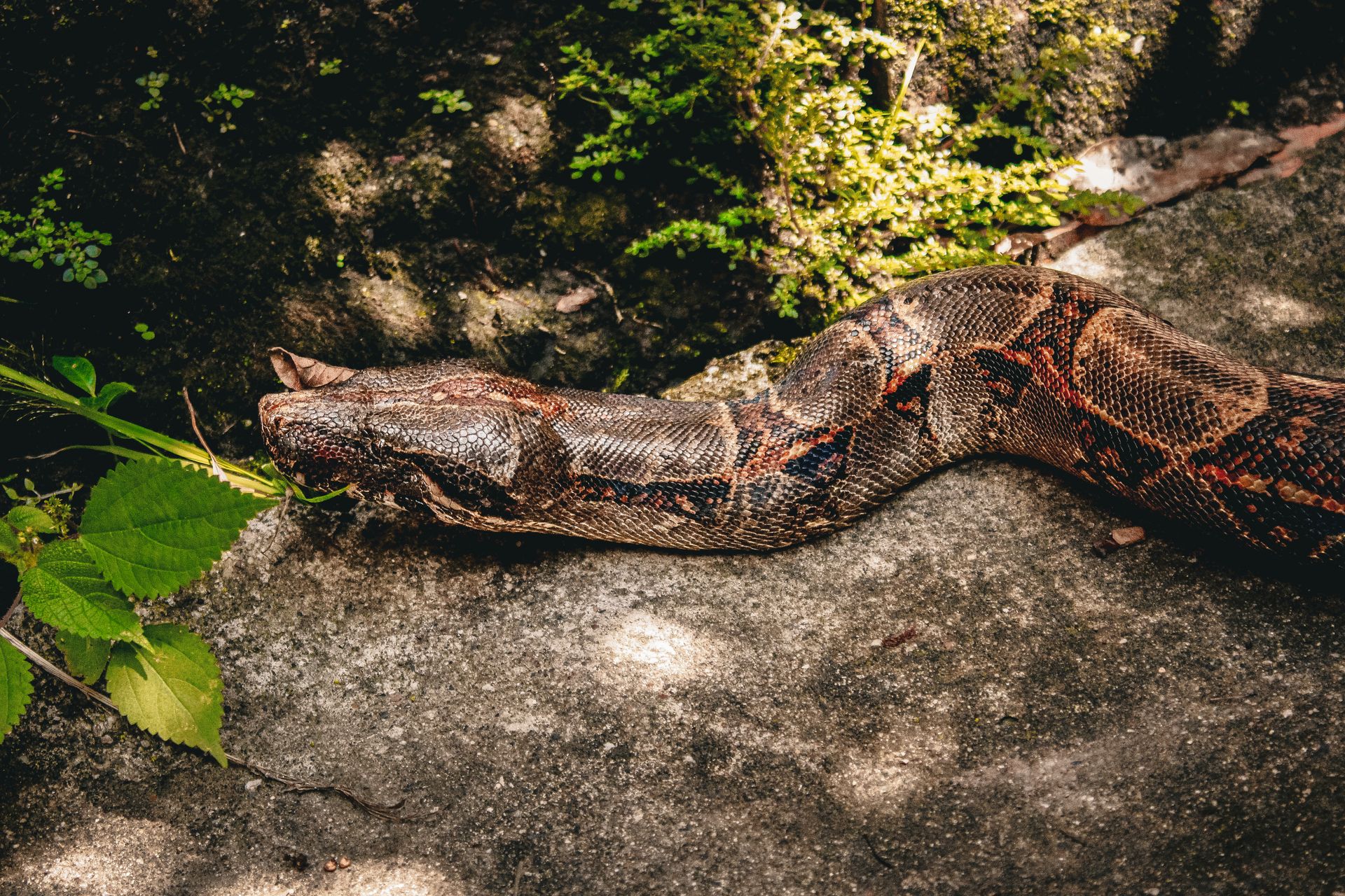 Detailed image of a Boa Constrictor basking on a rock surrounded by greenery.