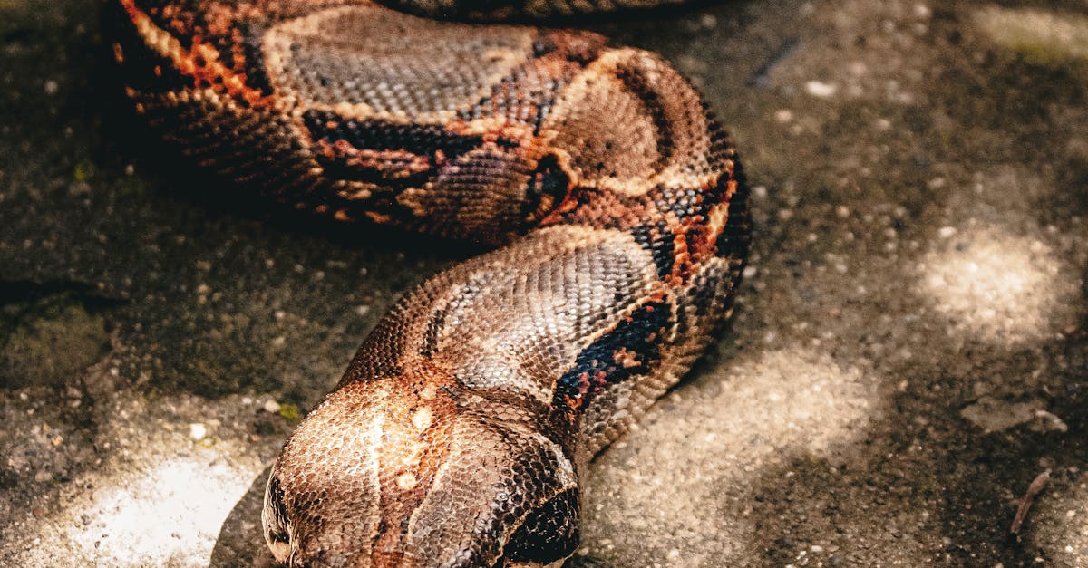 北市動物園赤腹游蛇端午連假亮相 揭開神秘嬌客生活面紗