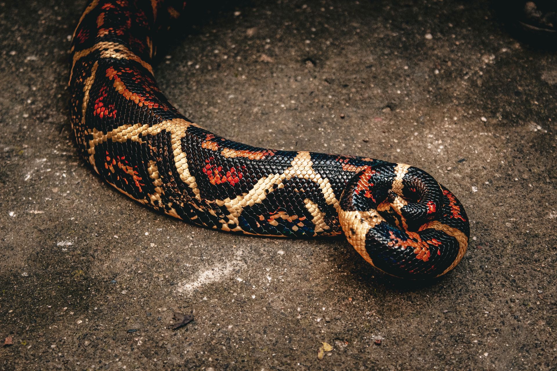 Detailed image of a vibrant boa constrictor with distinctive patterns resting on a concrete surface.