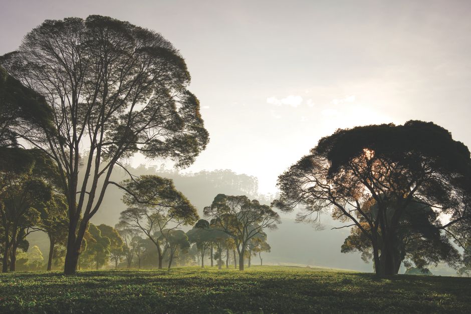 Serene landscape view of lush trees at sunrise in Jawa Timur, Indonesia.