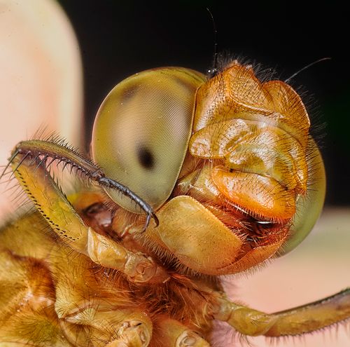Free Macro shot revealing the detailed head and eye structure of a dragonfly, showcasing its vibrant colors and textures. Stock Photo
