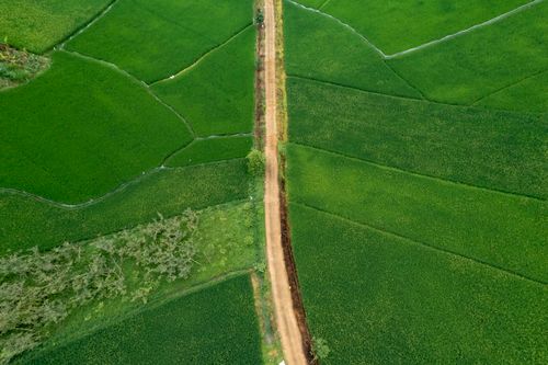 Free Aerial capture of lush green rice fields intersected by a dirt path under daylight. Stock Photo
