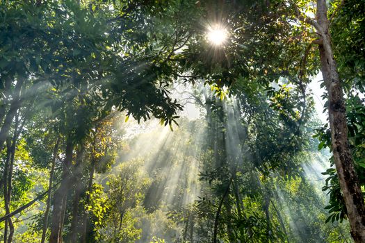 Sunbeams filter through dense forest foliage, creating a serene and vibrant atmosphere.