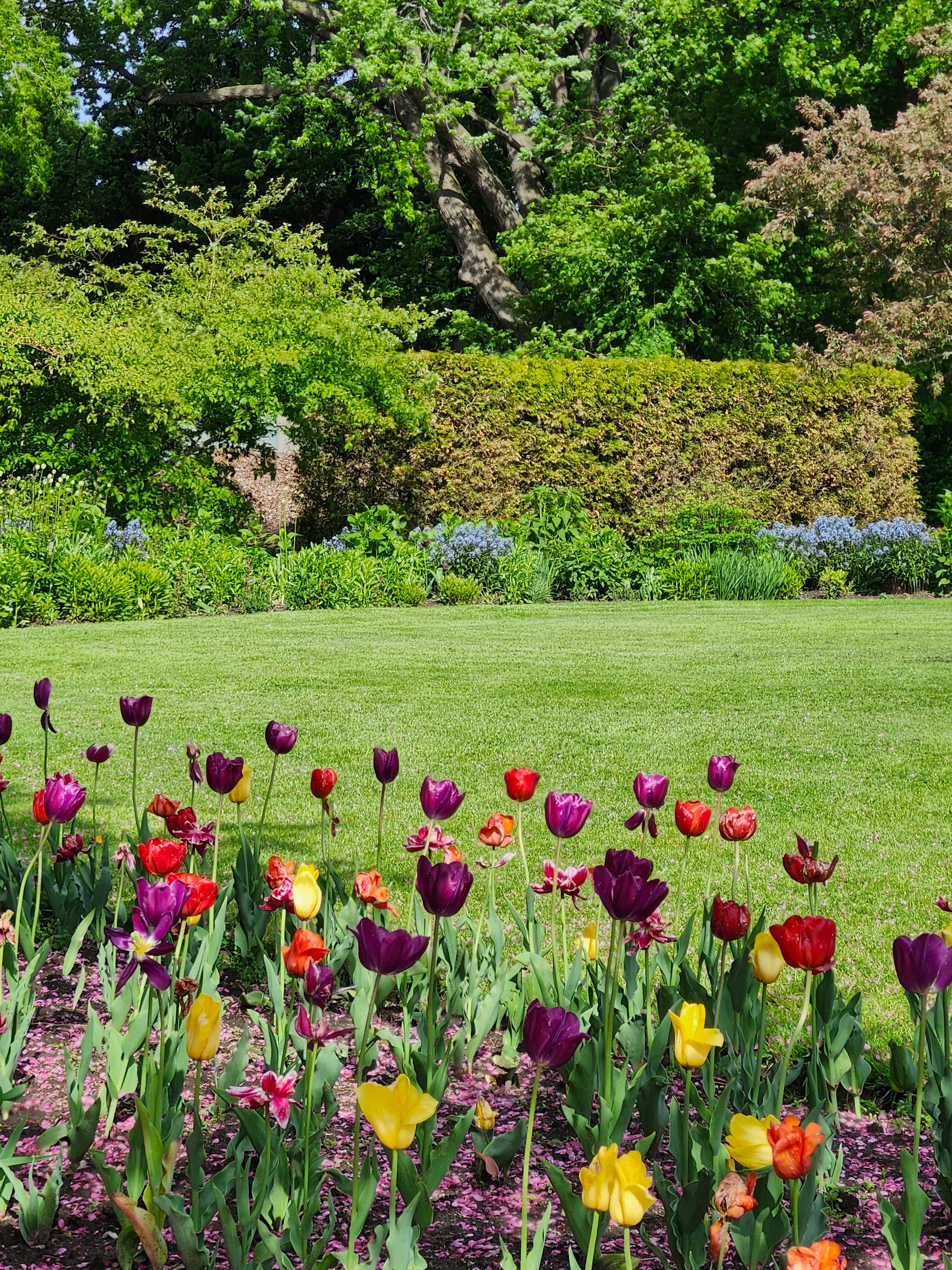 Vibrant Spring Tulip Garden in Toronto Park · Free Stock Photo