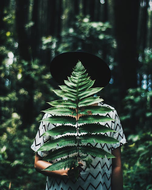 Free Person Holding Fern Leaf Stock Photo