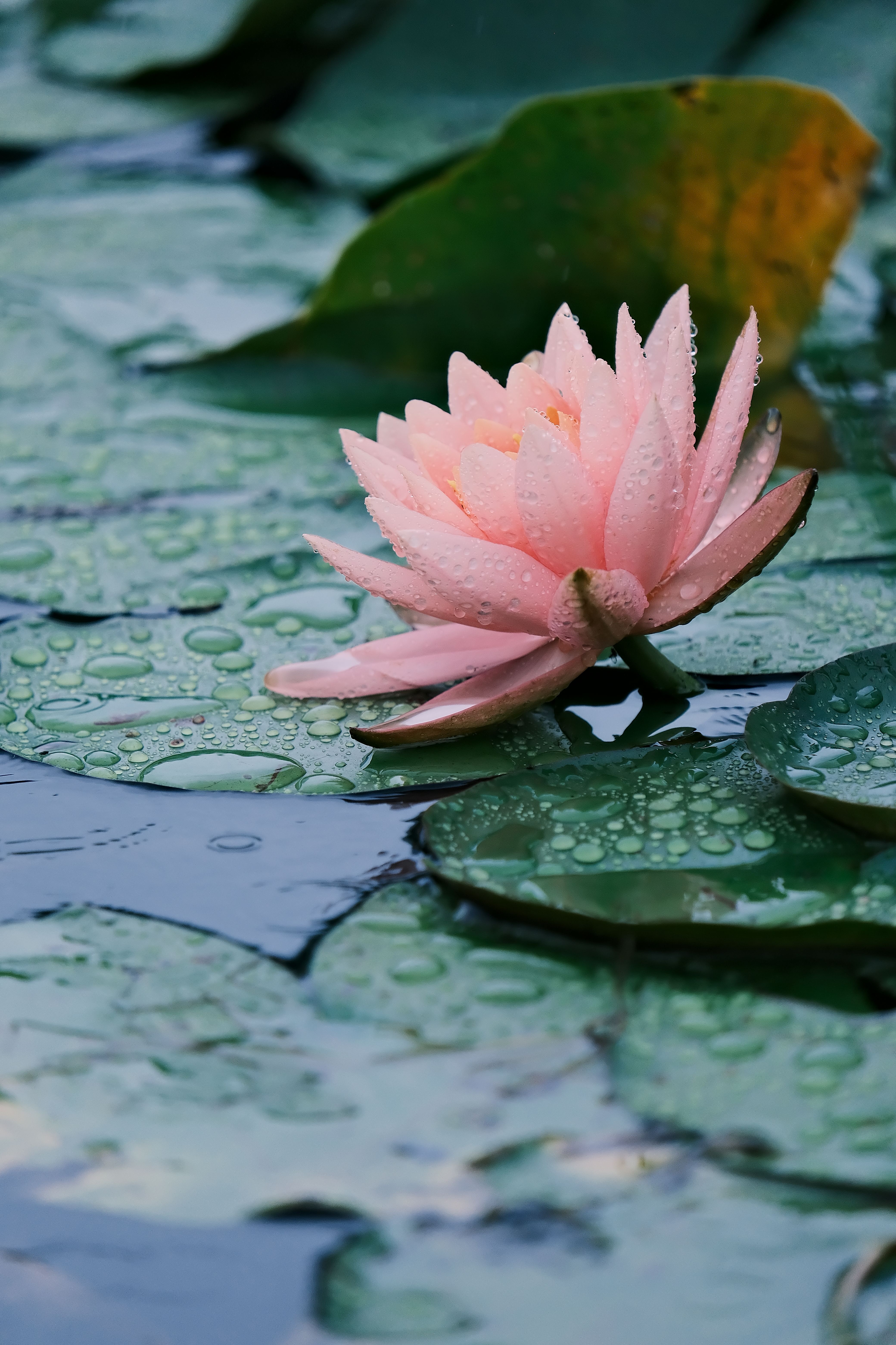 Lotus Flower Tattoo: Symbolism, Designs & Meaning