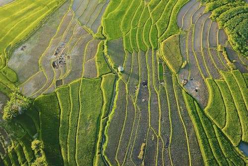 Aerial Shot Of Cropland