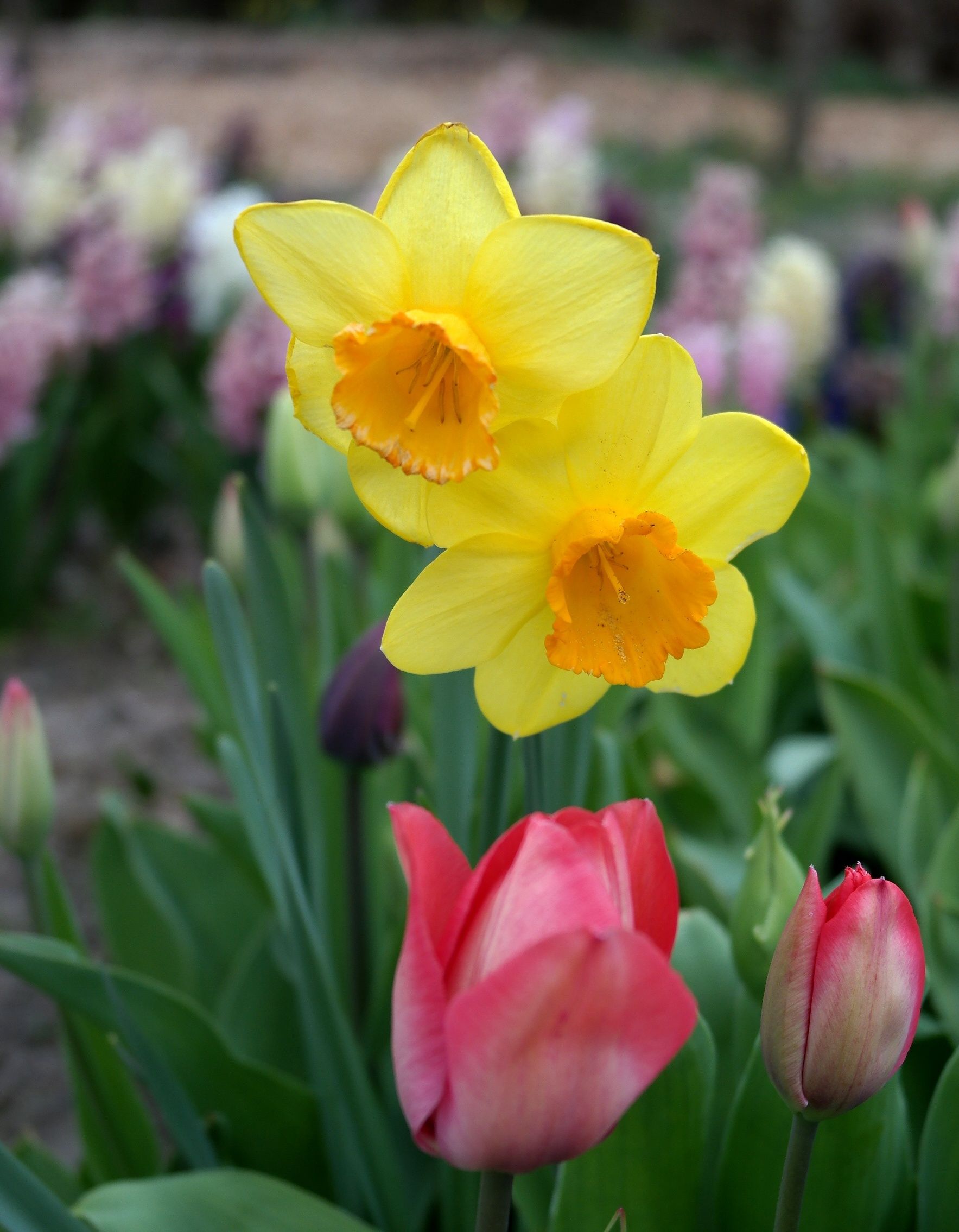 Vibrant Spring Daffodils and Tulips in Bloom · Free Stock Photo