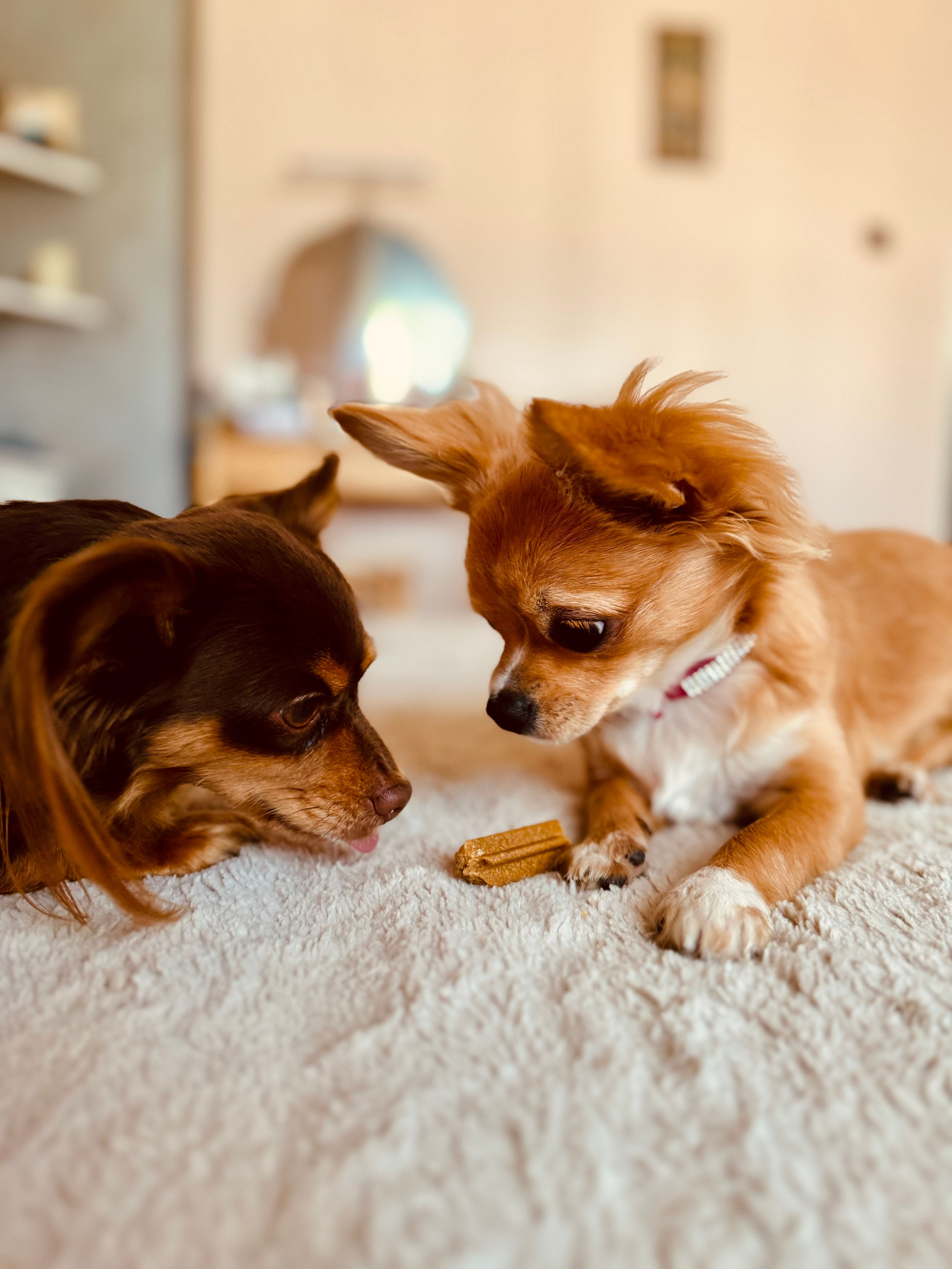 Toto Casa das Racoes LTDA — cuidado com animais de estimação