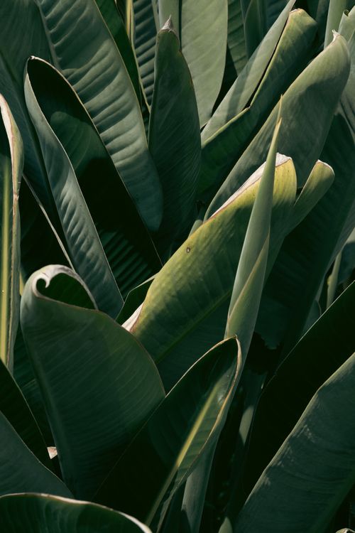 Free Close-up view of lush green tropical palm leaves in natural lighting. Stock Photo