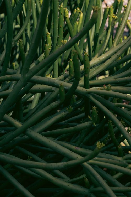 Free Detailed view of lush green succulent stems. Perfect for backgrounds and nature themes. Stock Photo