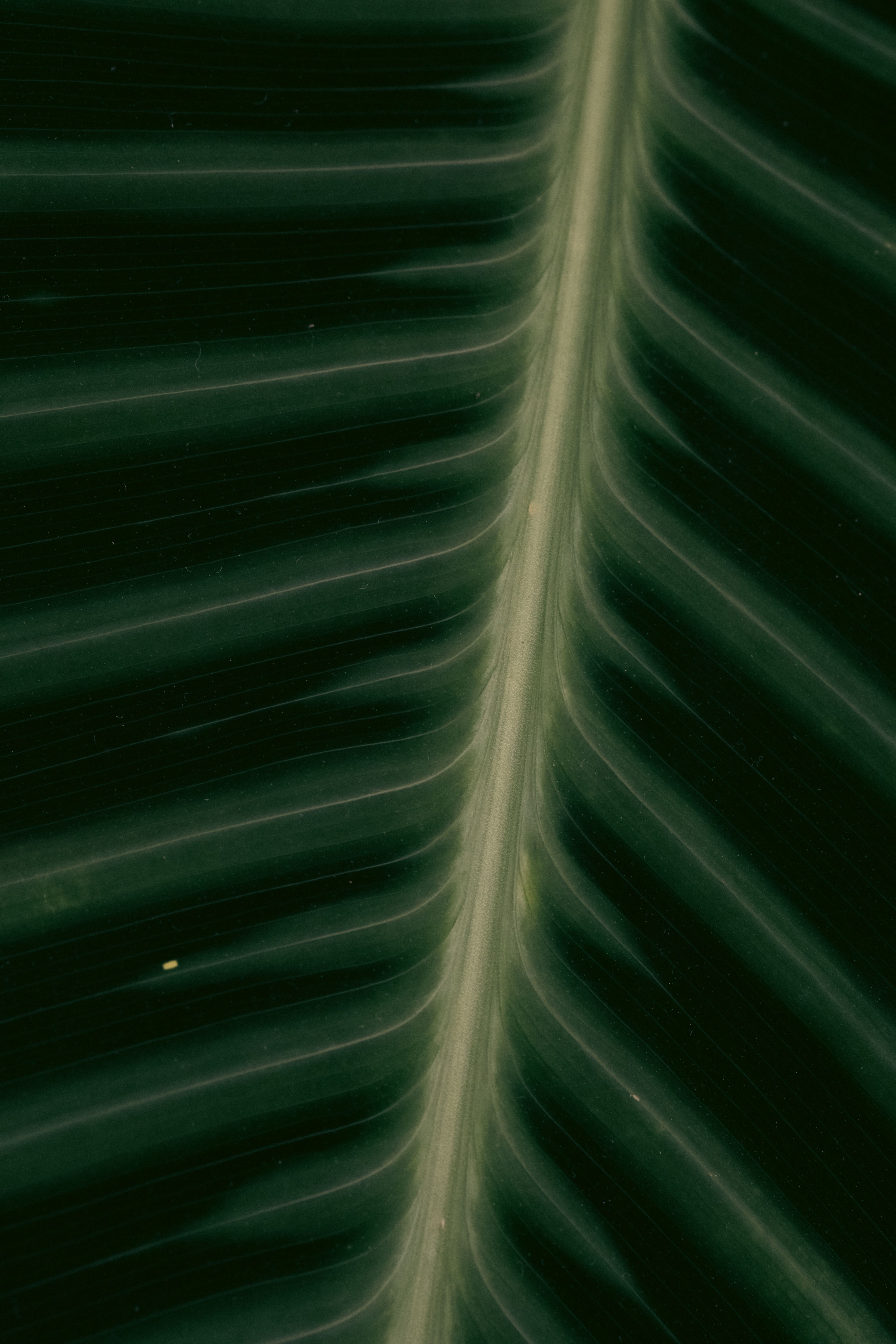 Detailed view of tropical leaf veins showcasing natural texture and pattern.
