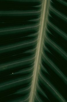Detailed view of tropical leaf veins showcasing natural texture and pattern.