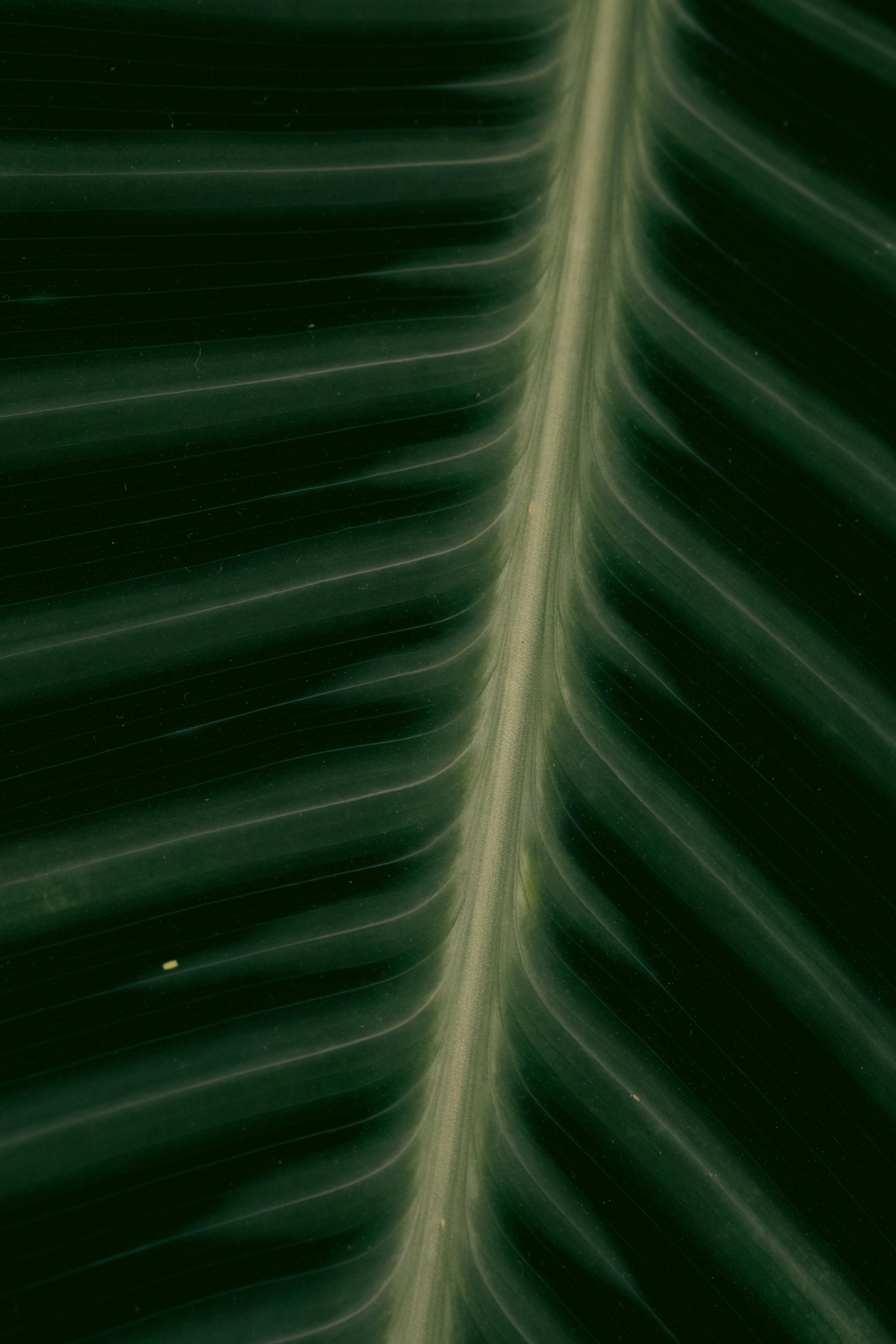 Gratuit Vue détaillée des nervures des feuilles tropicales mettant en valeur la texture et le motif naturels. Photos