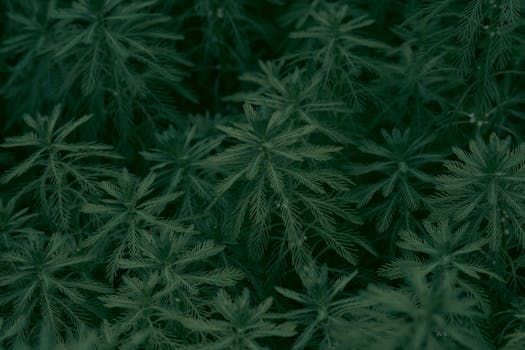 A close-up shot of vibrant green, fern-like leaves creating a dense and lush natural background.