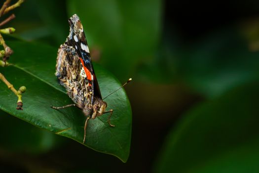 Detailed macro shot of a Painted Lady butterfly (Vanessa cardui) perched on a green leaf.