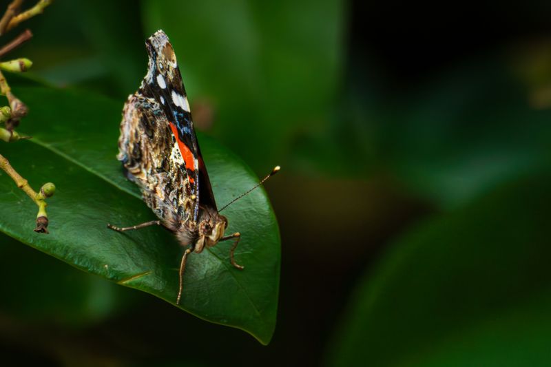 Painted lady butterfly resting on foliage — photo by Dmytro Koplyk on Pexels
