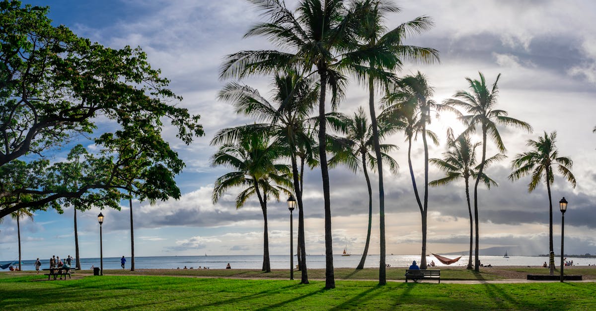 Peaceful scene of palm trees casting shadows on a sunlit park by the ocean in Honolulu, Hawaii.