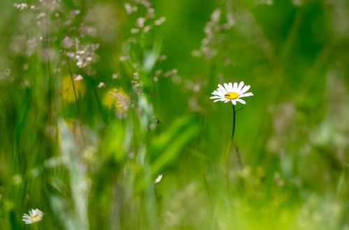 Free A beautiful close-up of a solitary daisy in a lush Romanian meadow, showcasing nature's simplicity and serenity. Stock Photo