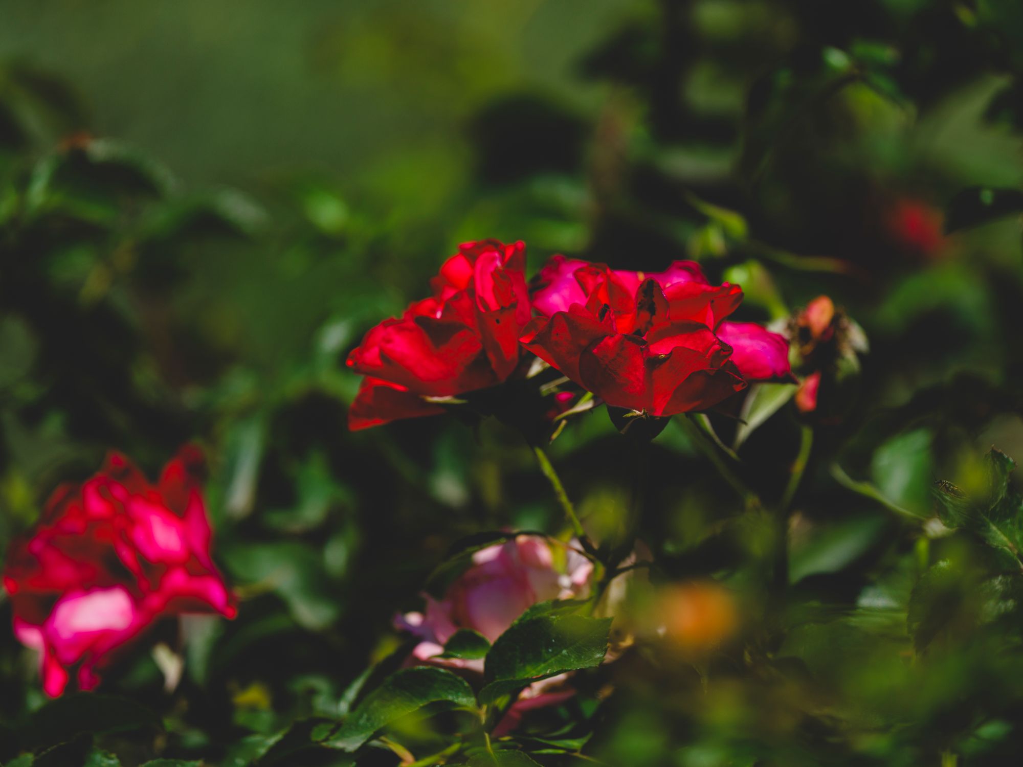 Sunlit Red Roses Vibrant Red Roses in a Sunlit Garden · Free Stock Photo